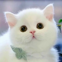 tác giả cute nhưng cọc=))