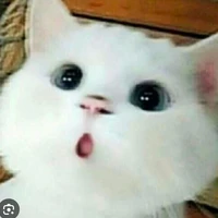 Tôy nòk 🤯💥💯💥🤯