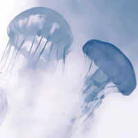 mascot Jellyfish 