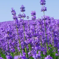 hiha aur[-ai cần chừ]