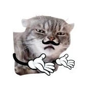 mimi ( mèo của ness và cải)