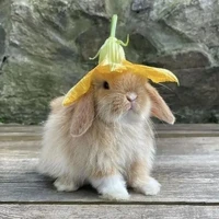 HT_1198 / Lục Dương