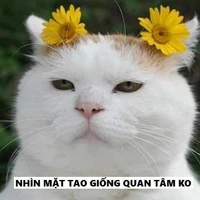 Vũ Cơ