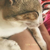 Tácc Giảa