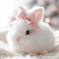 bơ