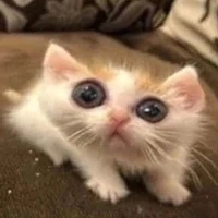 Tác giả xàm lonz 🤡