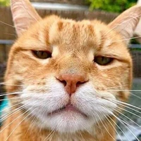 Mèo