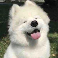 Shibo