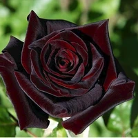 Tác giả( – へ`–)