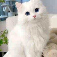 Jully