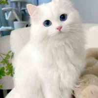 Jully