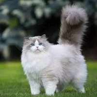 mèo mimi