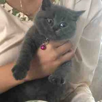 Vy vỷ vỳ vy