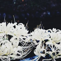 All(-mama Hà)