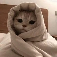 Tổng tài Meo Meoo