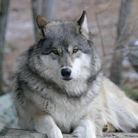 Hắc Tống Đình ( Sói )