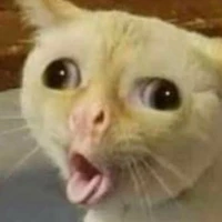 Hệ thống Mèo Méo Meo Mèo Meo