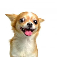 Bách