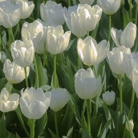 All(trừ ai cần trừ)