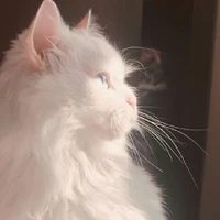 Sanshain
( mèo của Gaara )