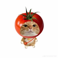 cà chuaa