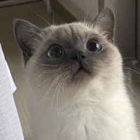 Pon