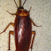 bé gián chuche