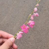 _kalya_