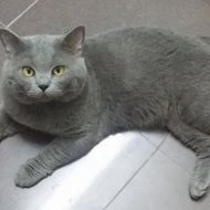 bé mèo berry