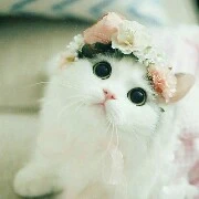 Dương Nguyệt Hy