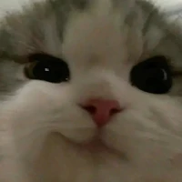 cô căn tin