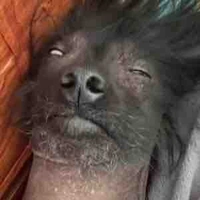 NPC- avt để vv=))