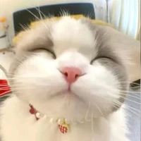 nhỏ tg