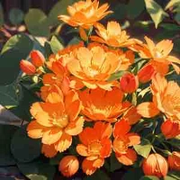 Miyukiro ( tác giả )