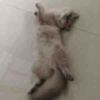 Meow
