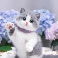 t/g yêu mèo - Ngọc