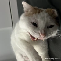 Có mặt ( trừ ai cần trừ )