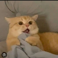 thằng tác giả
