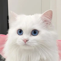kitty