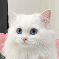 kitty