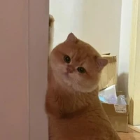 dora