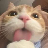 ⋆˚࿔ ɴⁱ́ⁿ 𝜗𝜚˚⋆