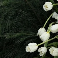 NV phụ