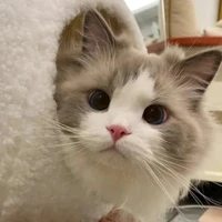 Đặng Thành An [dạng mèo]