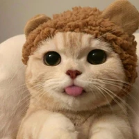 Trần Đăng Dương [dạng mèo]