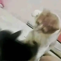 vợ chồng tồi