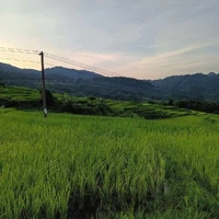 Tác giả