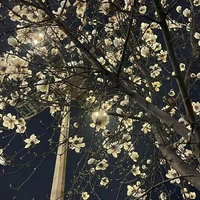 ai am đờ con tác giả