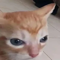 Qué