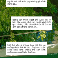 nvp